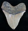 Megalodon Tooth - North Carolina #9516-2